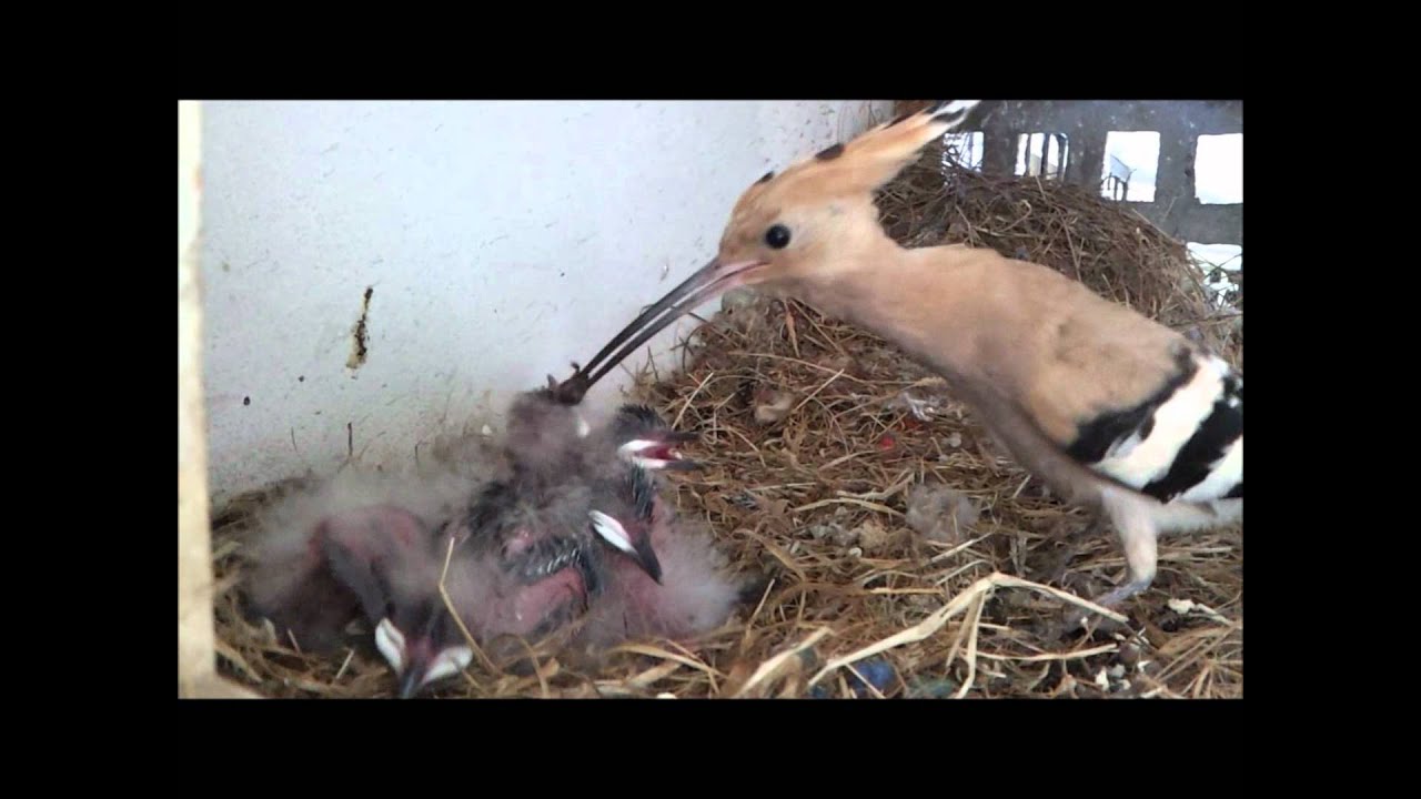 Hoopoe Nest (HD) V1 - Part 1 of 2