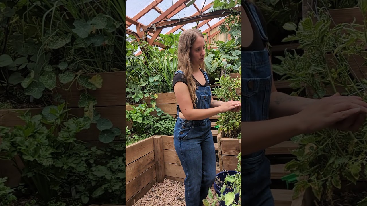 Harvest tomatoes with me from our underground greenhouse 💚 