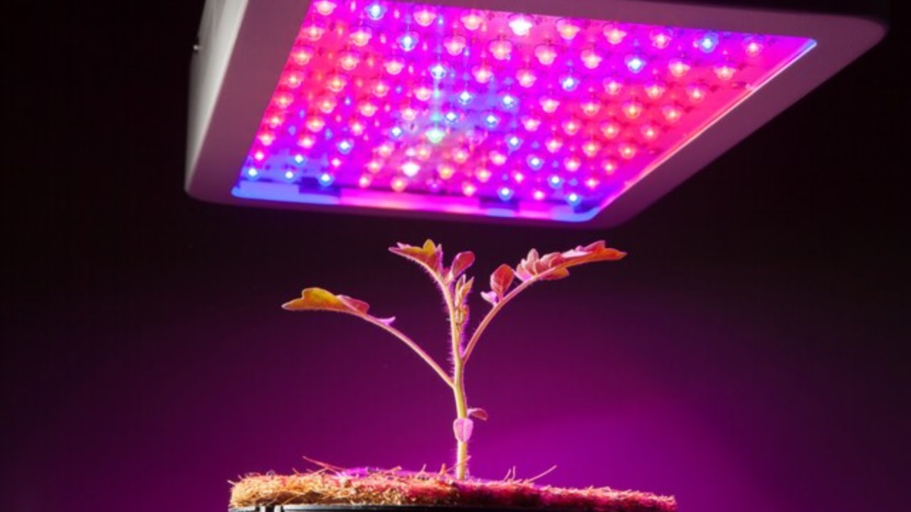 Beste GROW LAMPEN 2026 | Top 4 Grow Lights Vergleich
