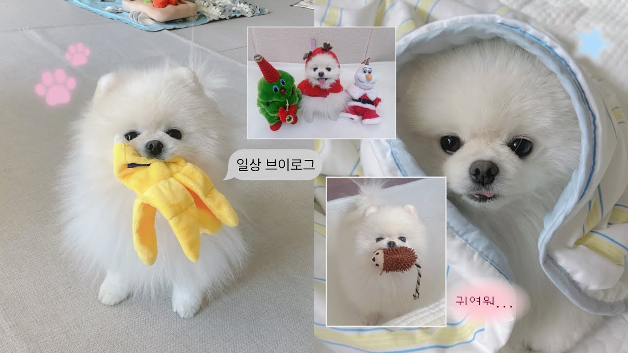 [vlog] 2살 포메와 함께 보내는 소소하지만 바쁜 하루🐶🐾🤎