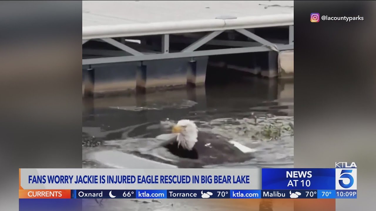One half of Big Bear's famous bald eagle couple thought to be injured, rescued after eagle-on-eagle