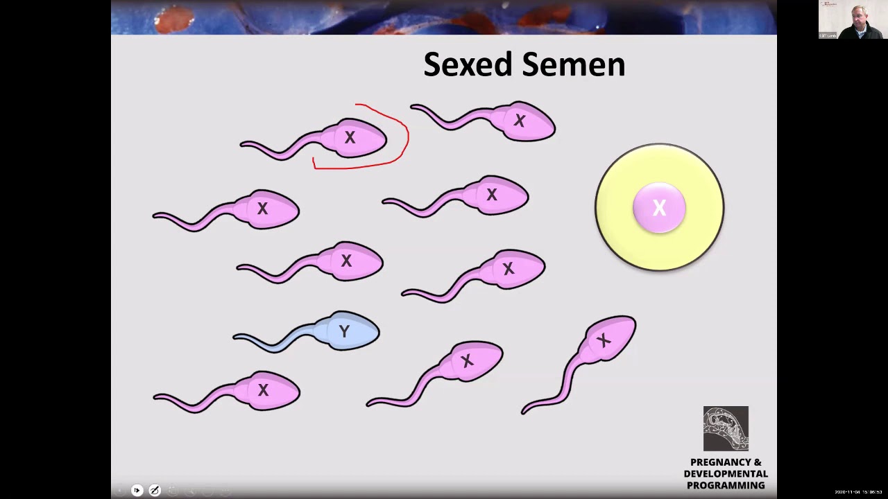 Utilizing Sexed Semen in Beef AI and ET Programs - Dr. Cliff Lamb