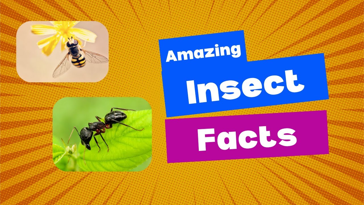 Amazing insect secrets ! Interesting facts to learn in a short amount of time