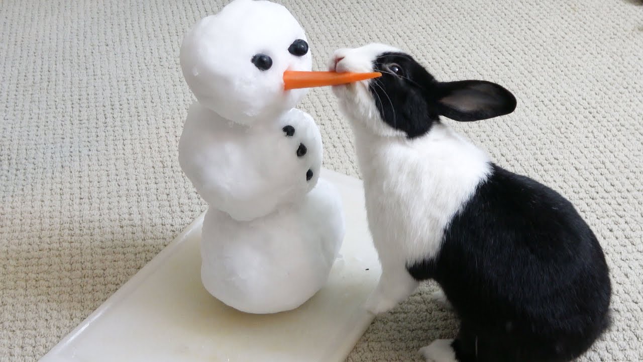 Rabbit meets snowman - WHAT WILL HAPPEN? RAGE!