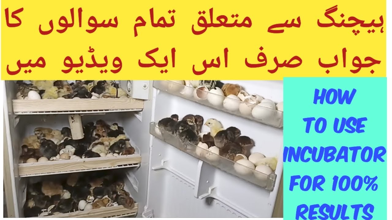 How To Use Incubator Full Information Thermostat Settings and Humidity Control by Rajgan Fancy Poult