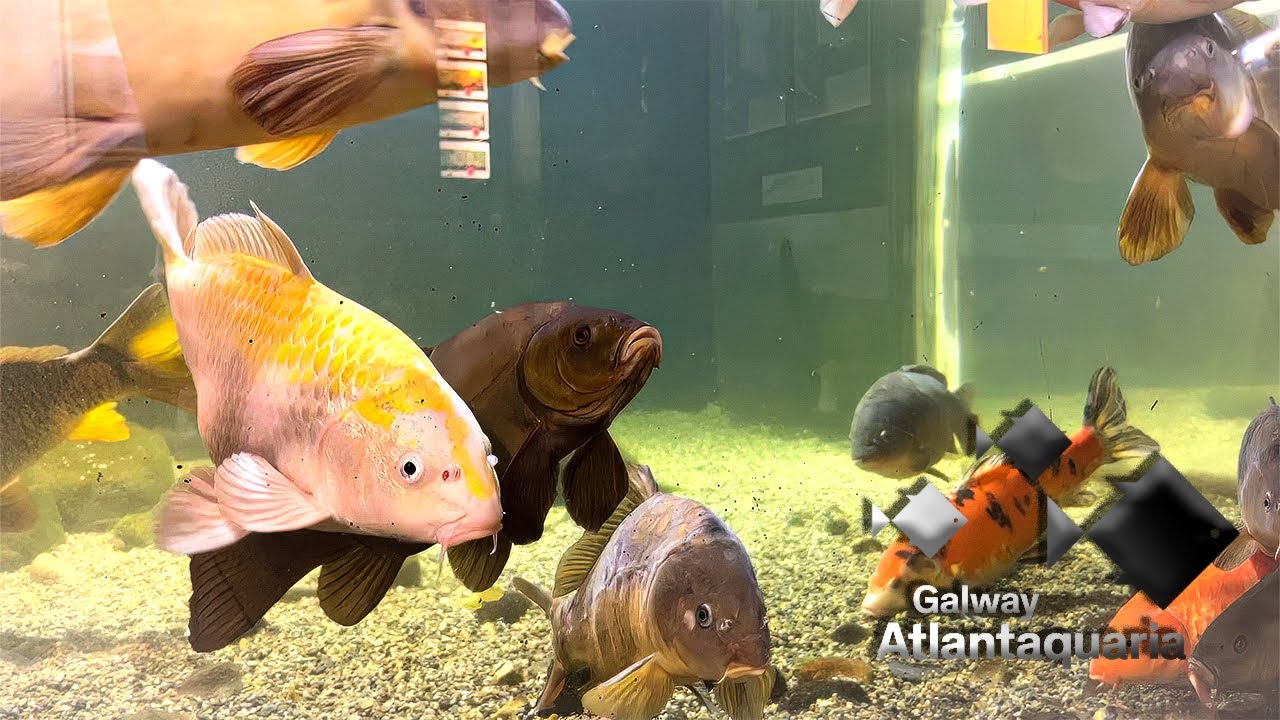 Galway Atlantaquaria. Common Carp, Mirror Carp, Koi Carp, Tench.