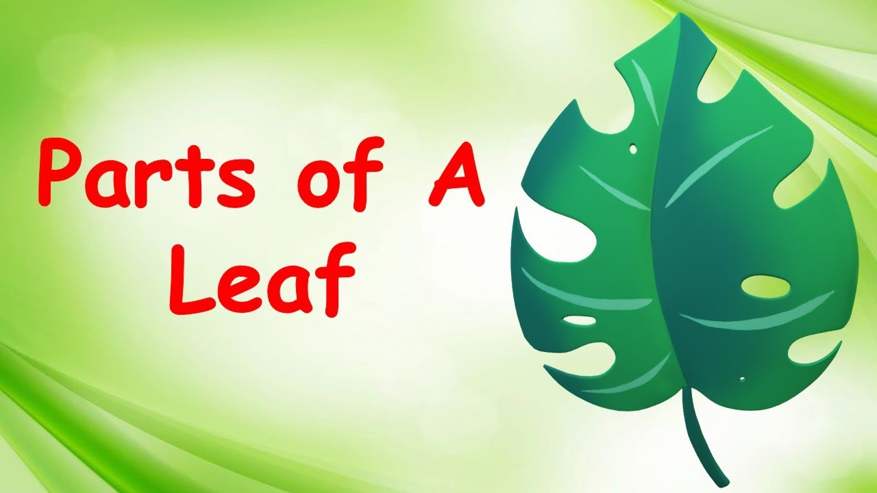 Parts of a Leaf and their Functions | Parts of Leaf Explained | Food Factory of a Plant