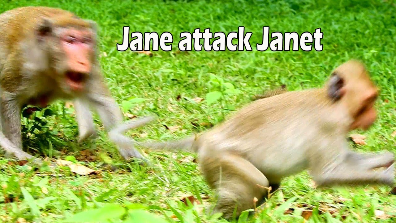 Run Janet run so fast ! mom Jane very angry when nasty Janet grabbing her food & run so fast a
