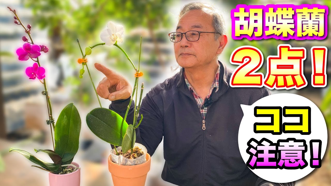 【胡蝶蘭 】ココ間違えやすいのでチェックです！花向きを整えるには2つのポイントを抑えておきましょう。[orchid]Two points of caution!