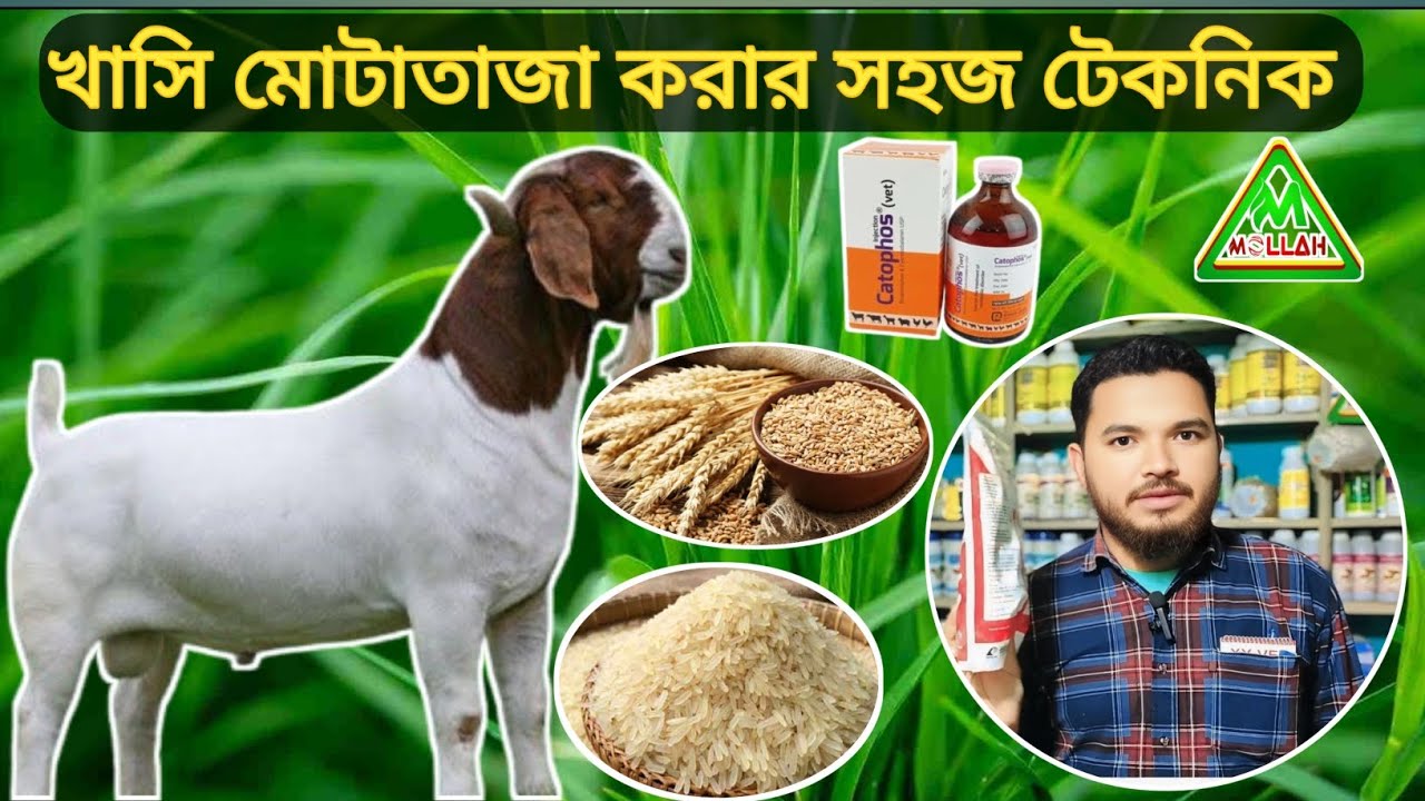 কুরবানির ছাগল দ্রুত মোটাতাজা করার সহজ ও কার্যকরী উপায়! mollahkrishitv|