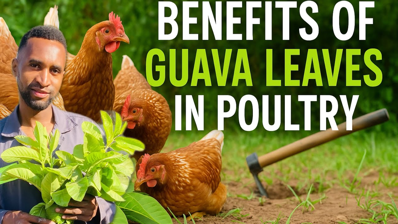 DON’T BUY CHICKEN MEDICINE AGAIN |How To Use Guava Leaves To Cure Diseases And boost egg production