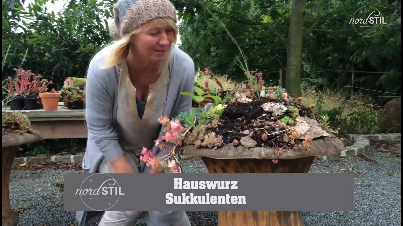 Sukkulenten im rostigen Pokal
