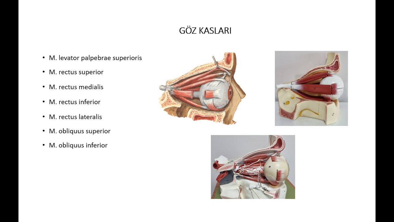 G&ouml;z Kasları [Pratik]