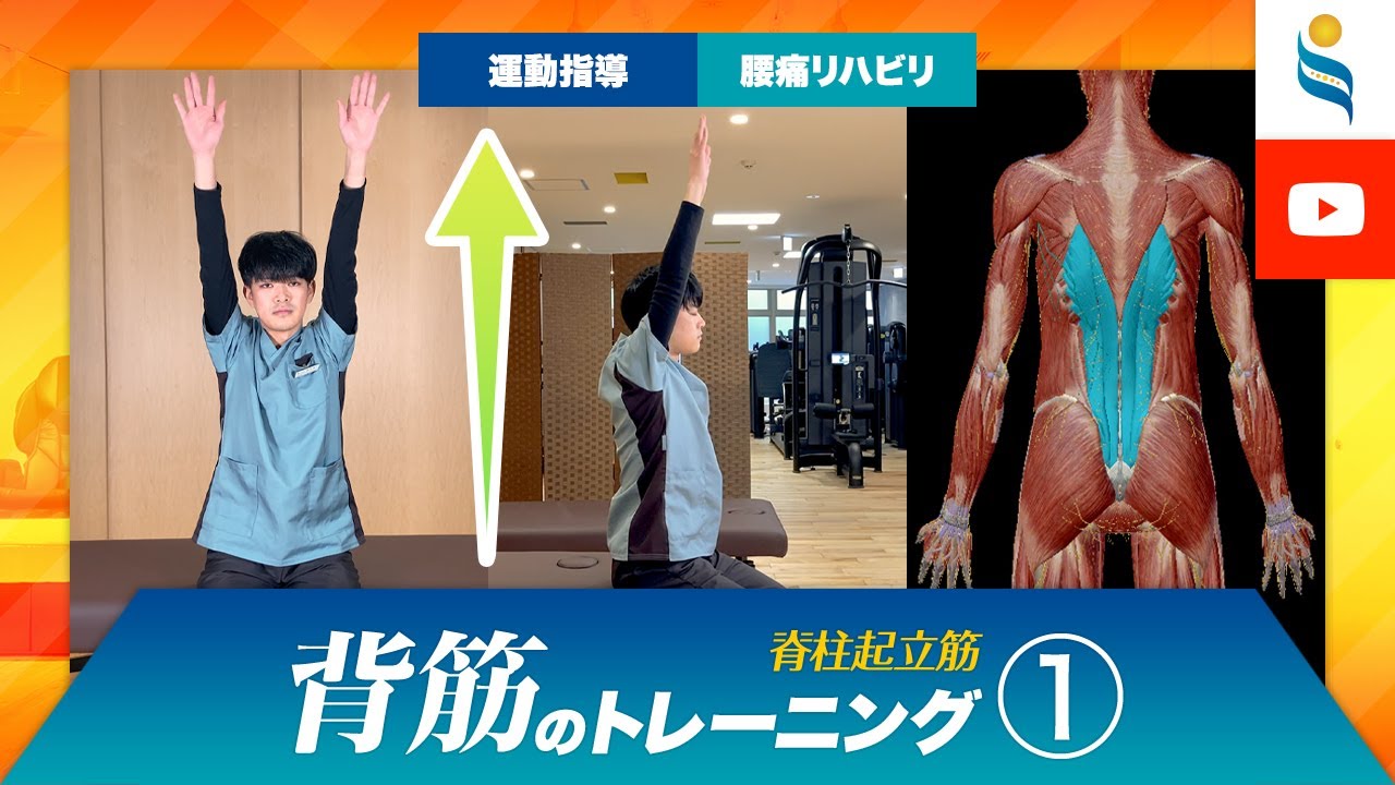 【腰痛リハビリ・運動指導】背筋の筋力トレーニングその1【脊柱起立筋（せきちゅうきりつきん）】