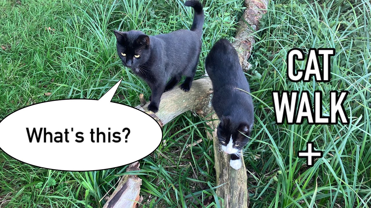 A new feature at the lake - and the cats love it