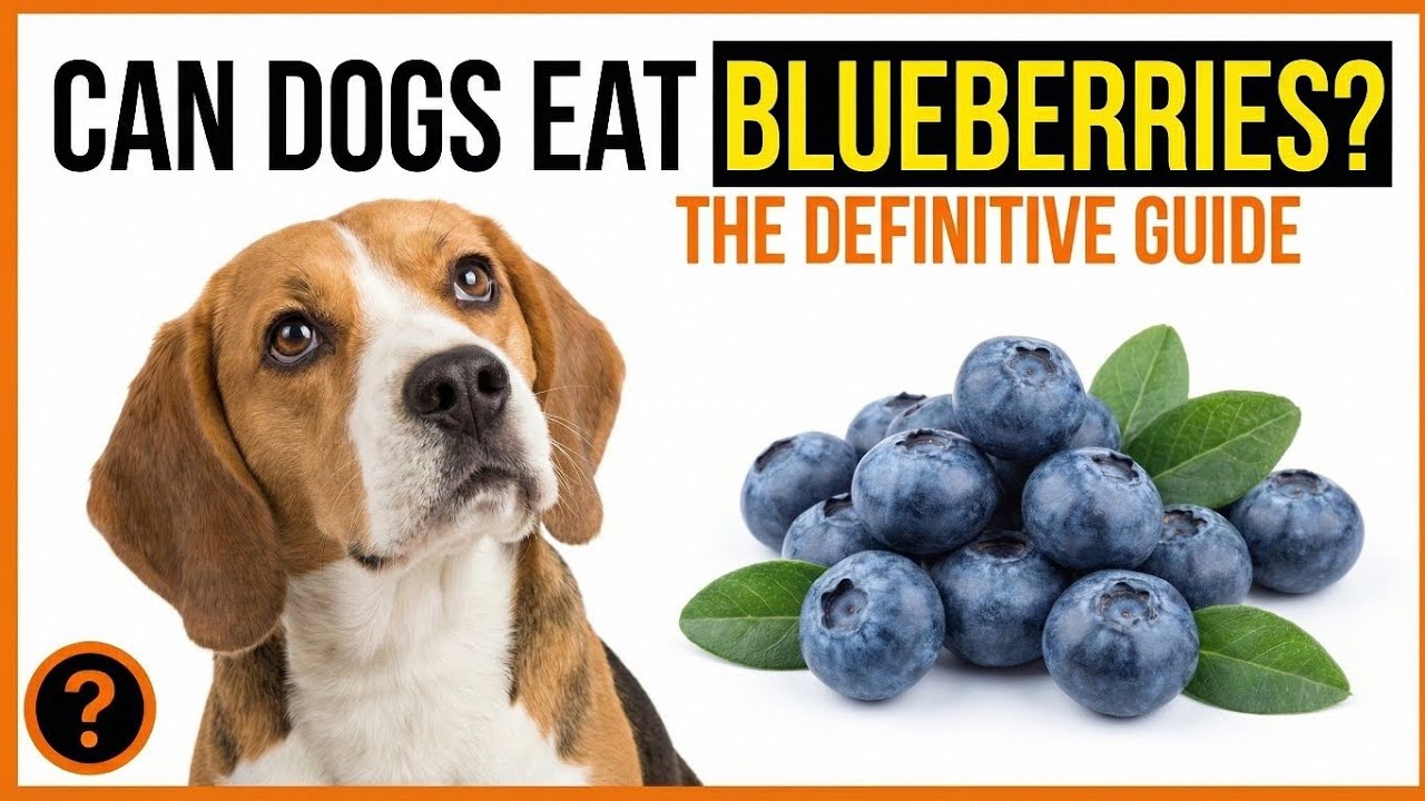 Can Dogs Eat Blueberries? Safe Amount, Benefits, Risks, and Vet Advice