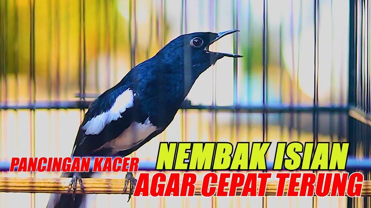 NEMBAK NEMBAK ISIAN, PANCINGAN KACER AGAR CEPAT EMOSI DAN TARUNG