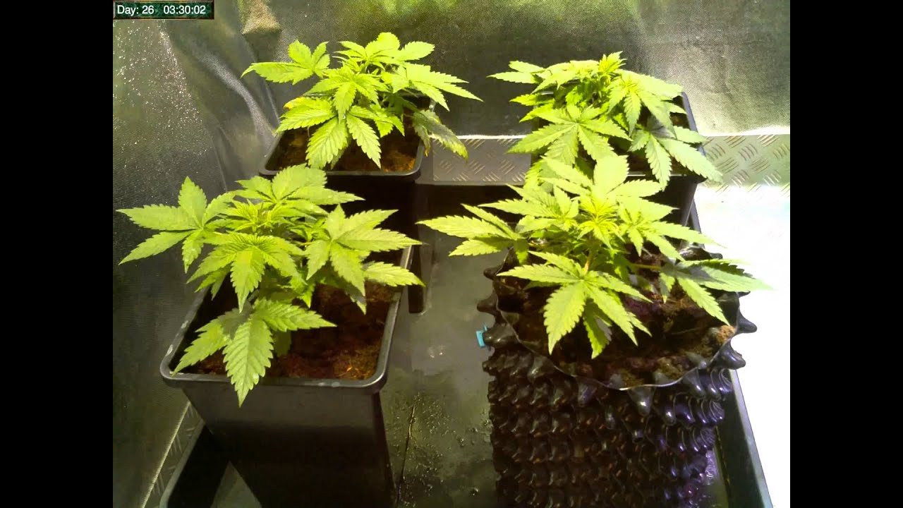 AutoBlueberry Timelapse Days 2 to 45 high speed
