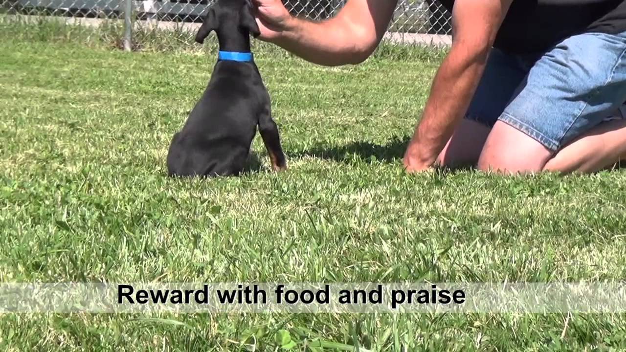 Training Doberman puppies