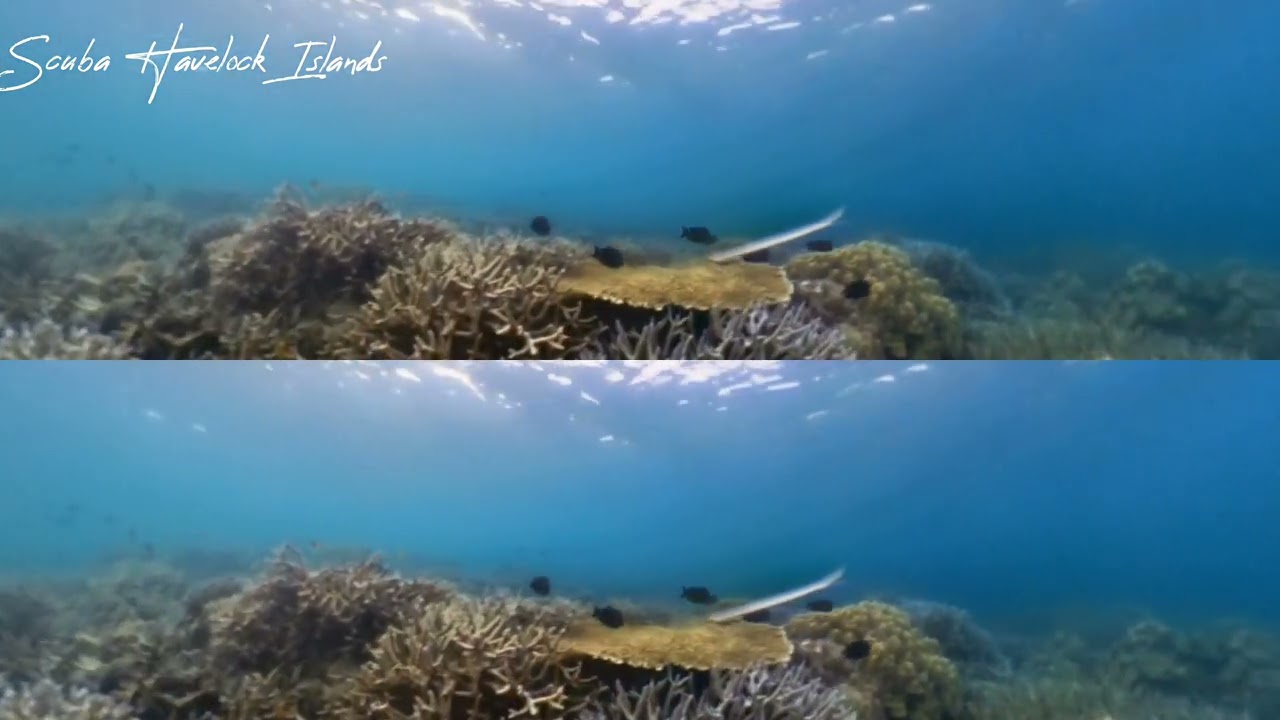 Scuba Diving, Havelock Islands, Swaraj Deep, Andaman and Nicobar Islands, Insta360 X3