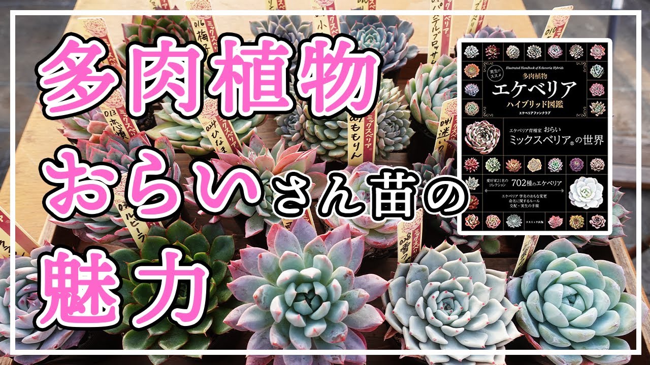 【多肉植物】エケベリアがより楽しく美しく！その深い魅力をご紹介します！