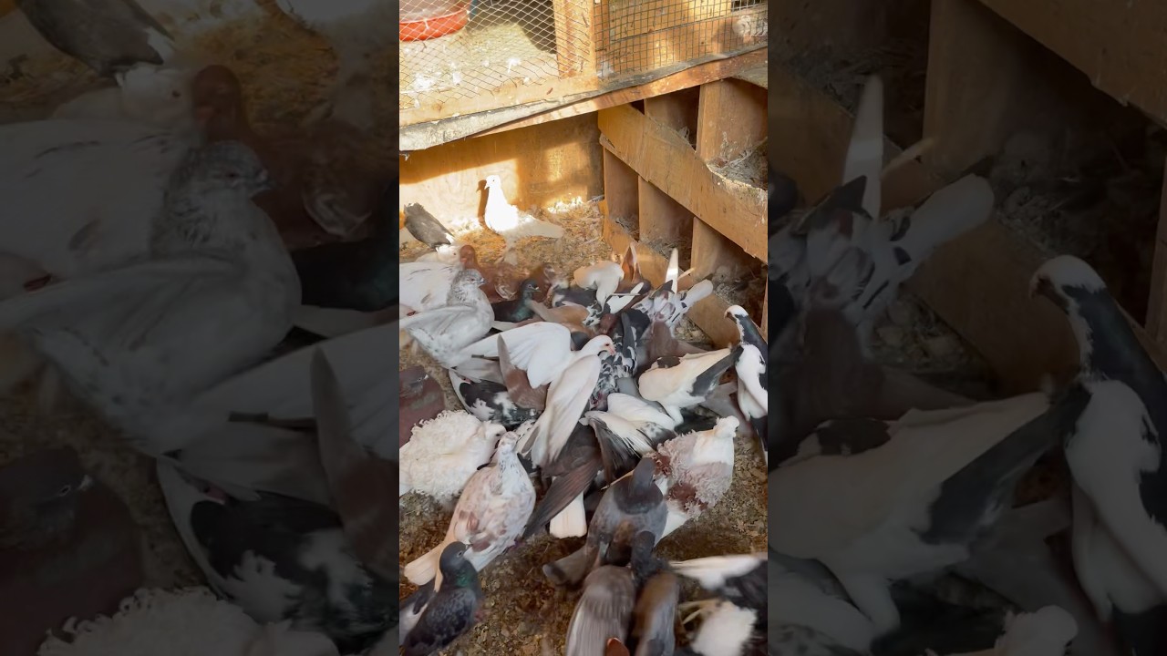 How i raise pigeons easily at home 