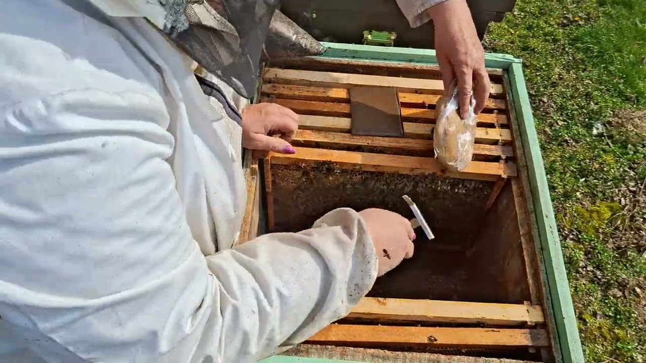 Albine , curățenie  ,verific hrană,  pun turtă  proteica. 