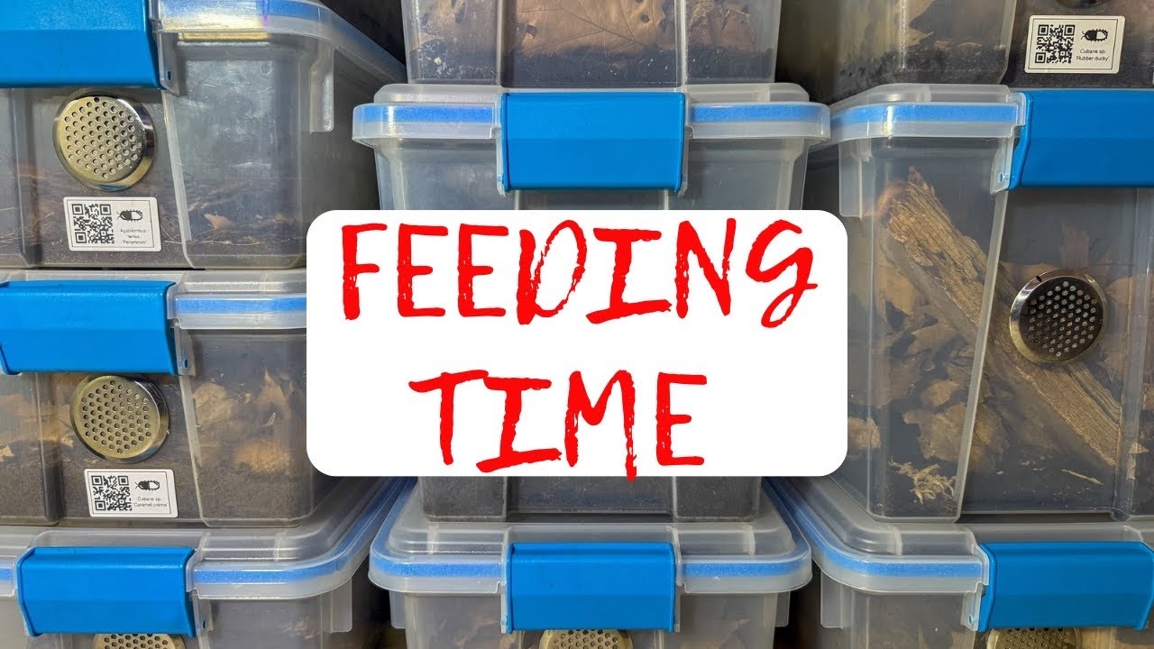 Isopod Feeding Frenzy!