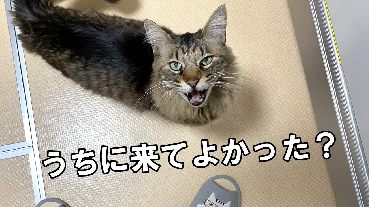 飼育放棄で捨てられた老猫に「うちに来てよかった？」と聞いてみたら…【老猫保護】