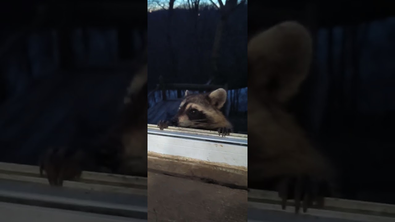 Early visitor❤️🦝 🍇🥰