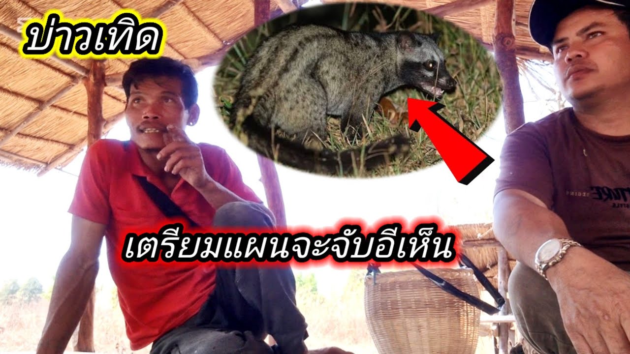 บ่าวเทีด #เตรียมแผนจะจับอีเห็น 22 กุมภาพันธ์ ค.ศ. 2026