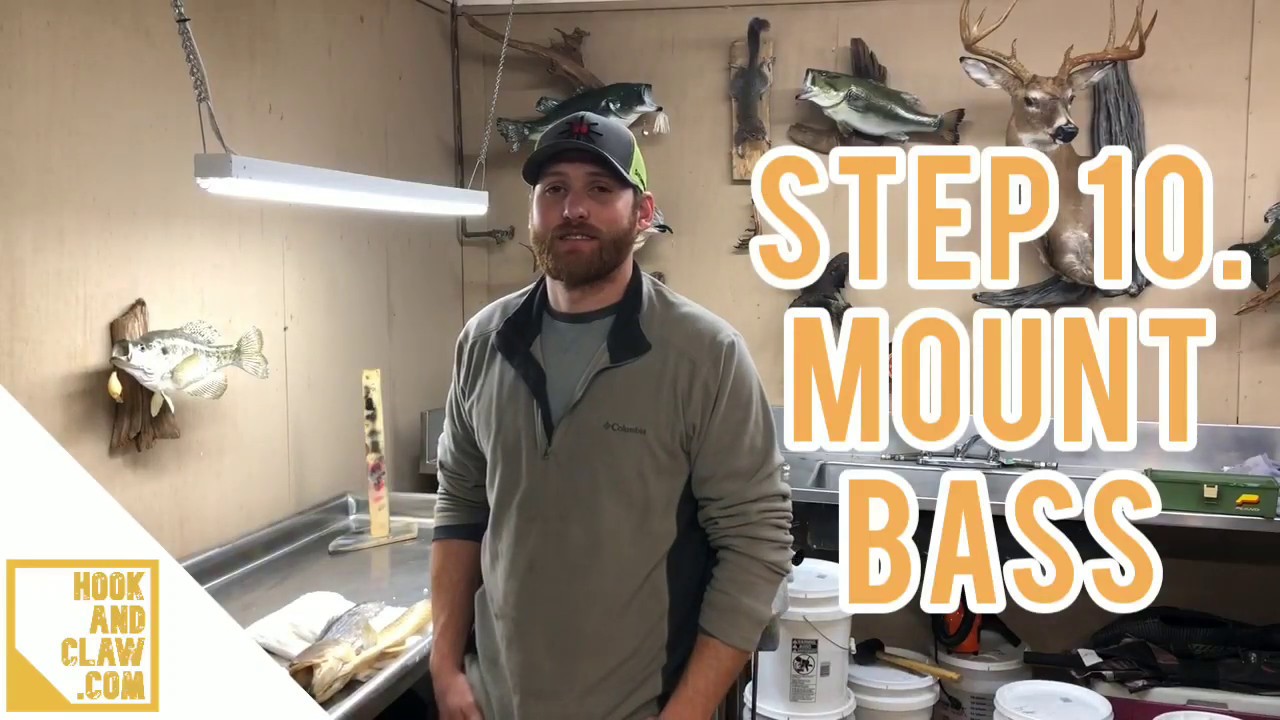 Bass Taxidermy Pulling Skin Over Form