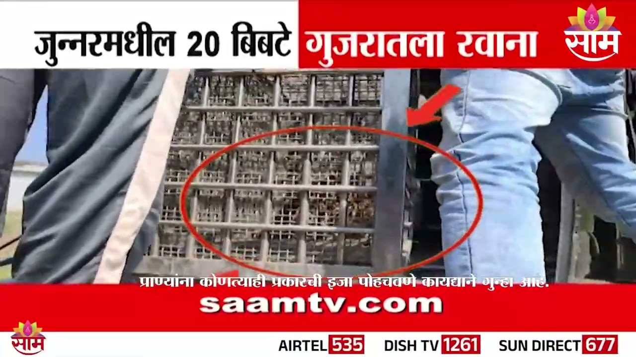 जुन्नरमधील 20 बिबटे गुजरातला रवाना | Junnar Leoparad News