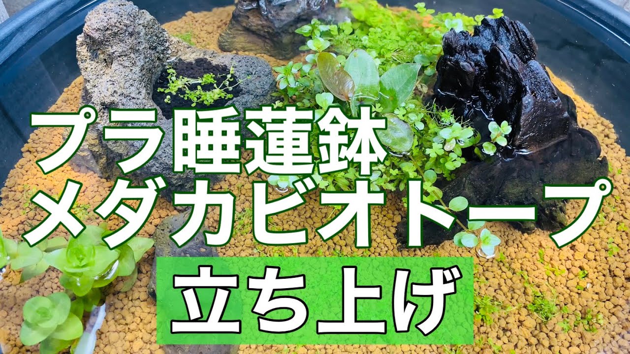 プラ睡蓮鉢でメダカのビオトープを立ち上げ【水草】