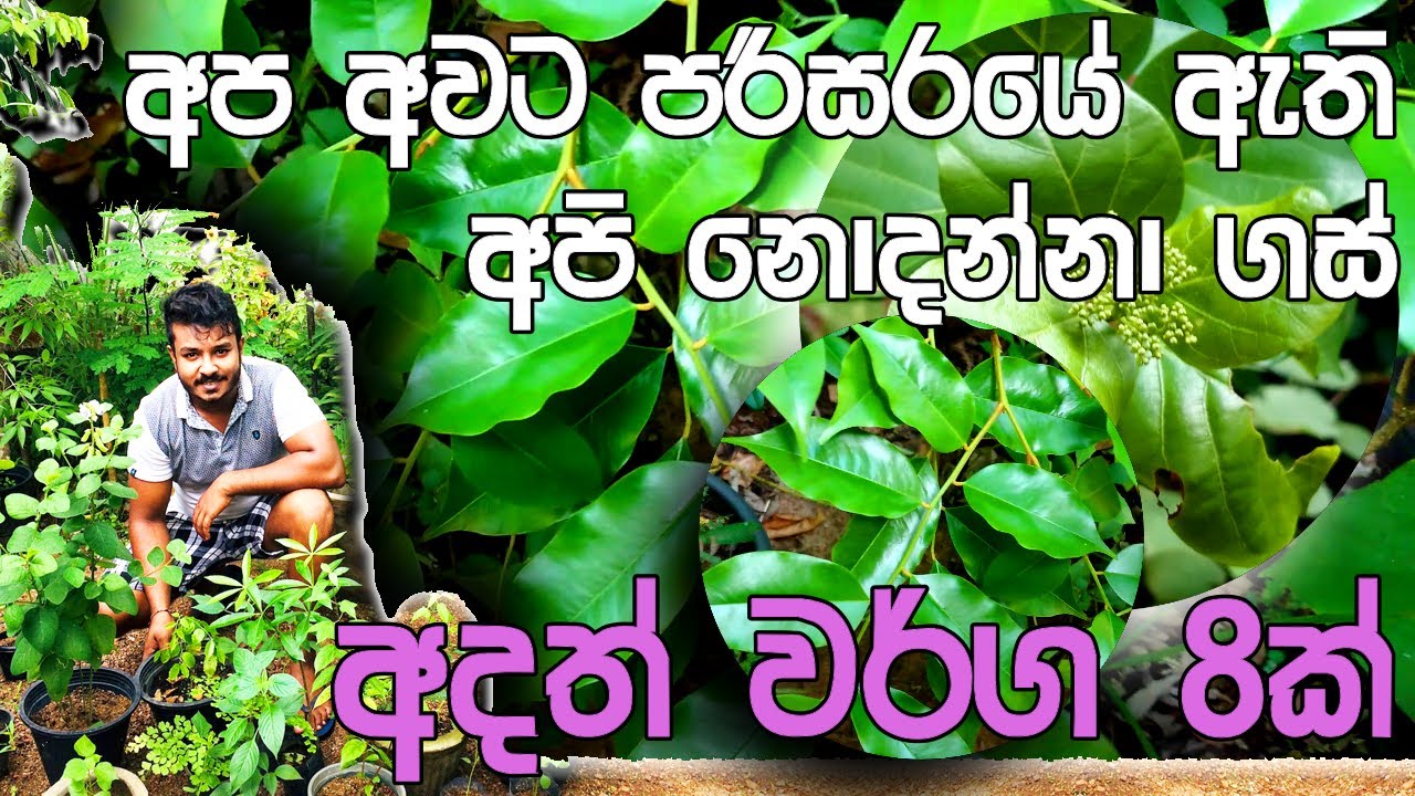 අපි නොදන්නා ඔසු පැල කිහිපයක් | අපි ඔසු පැල හදුනාගමු | Osu Pela | Medical Plant