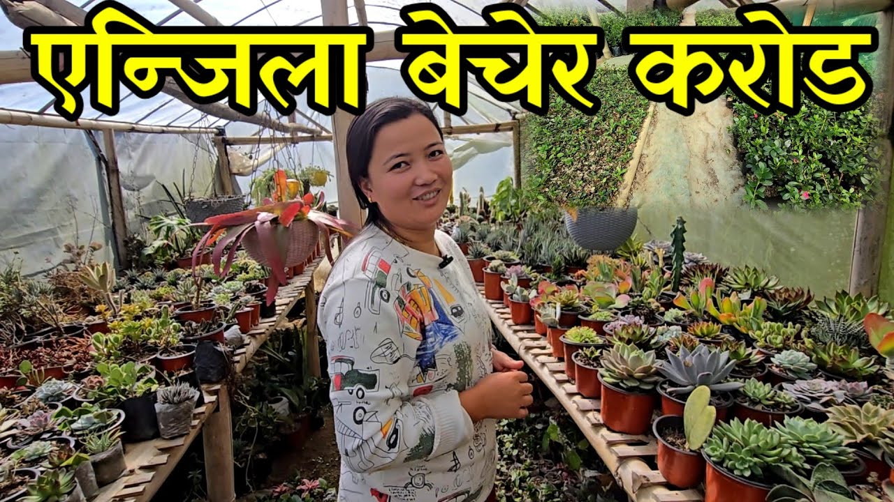बिदेशमा भएका श्रीमानको भन्दा दोब्बर कमाउने मेलिना,फुल बेचेरै लाखौ आम्दानी गर्दै flower garden
