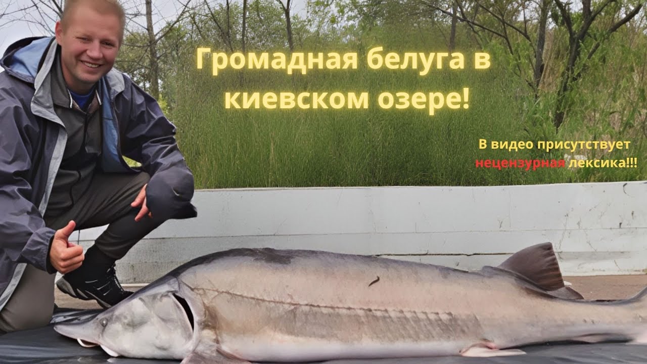 Поймал громадную белугу в киевском озере!