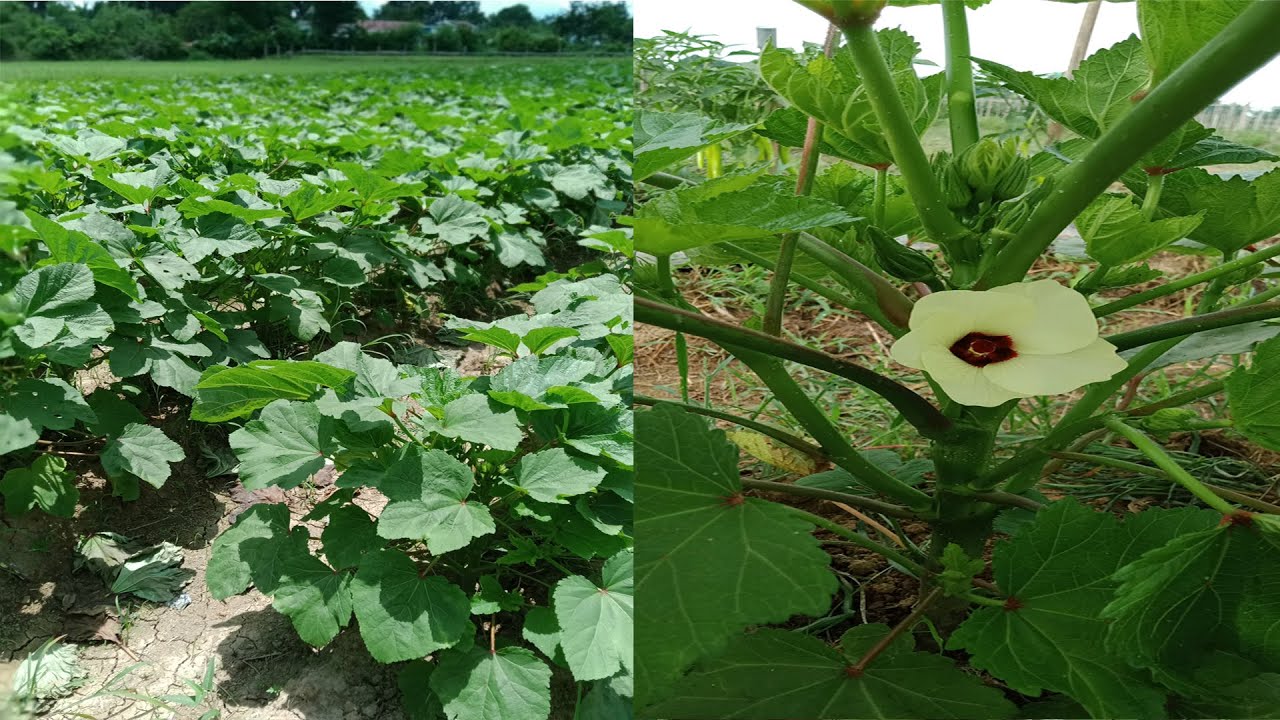 How To Grow Okra