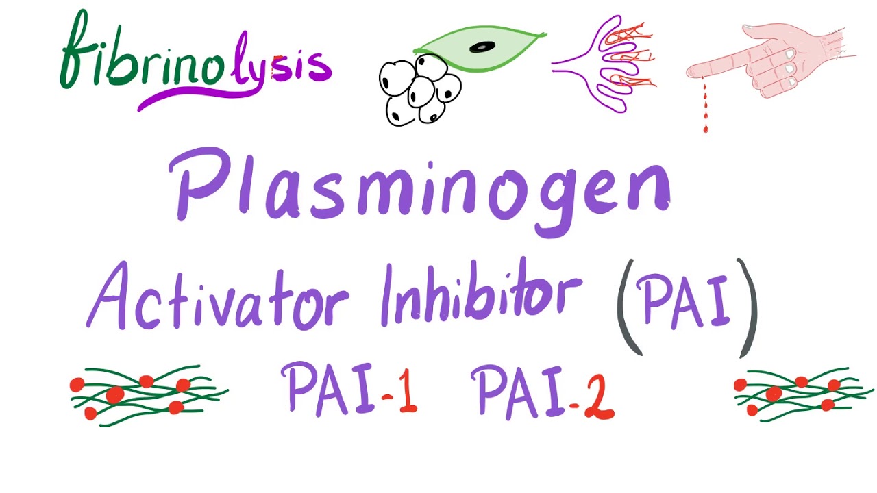 Plasminogen Activator Inhibitor (PAI)
