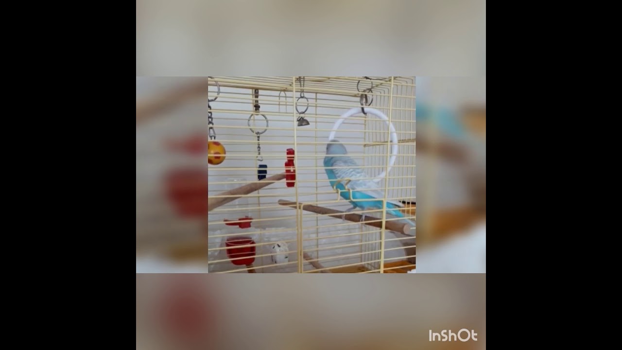 EN NET MUHABBET KUŞU KONUŞTURMA (ATATÜRK’Ü ÇOK SEVİYORUM-YAŞASIN CUMHURİYET) 1 SAATLİK VERSİYON.