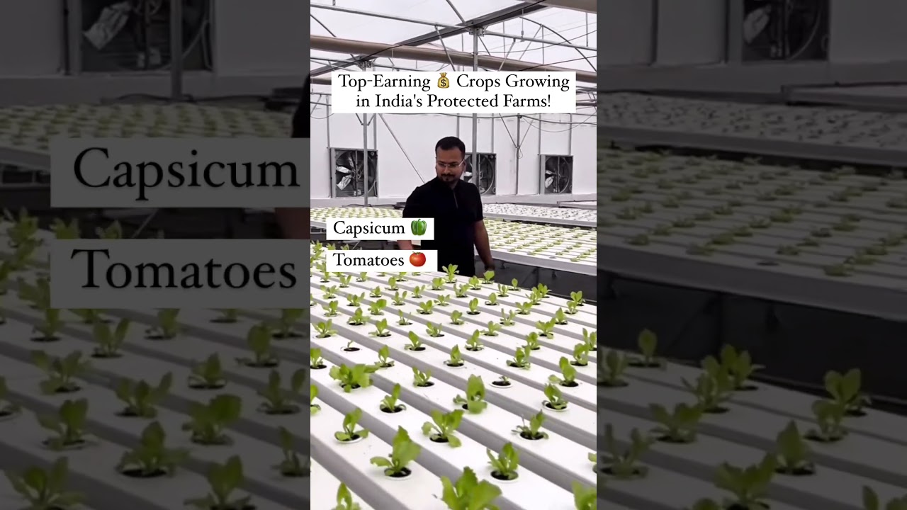 Top Earning Crops Growing in India&rsquo;s Protected Farms!