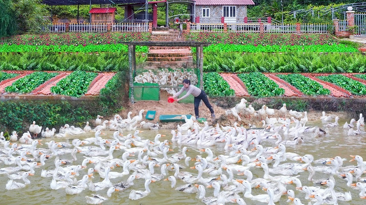 在魚塘邊用竹子搭建的神奇鴨舍！高產蛋鴨引進飼養，新鮮蛋源滿足鄉村需求 #农村生活 #乡村建造 #农家美食 #农场日常 #乡村致富
