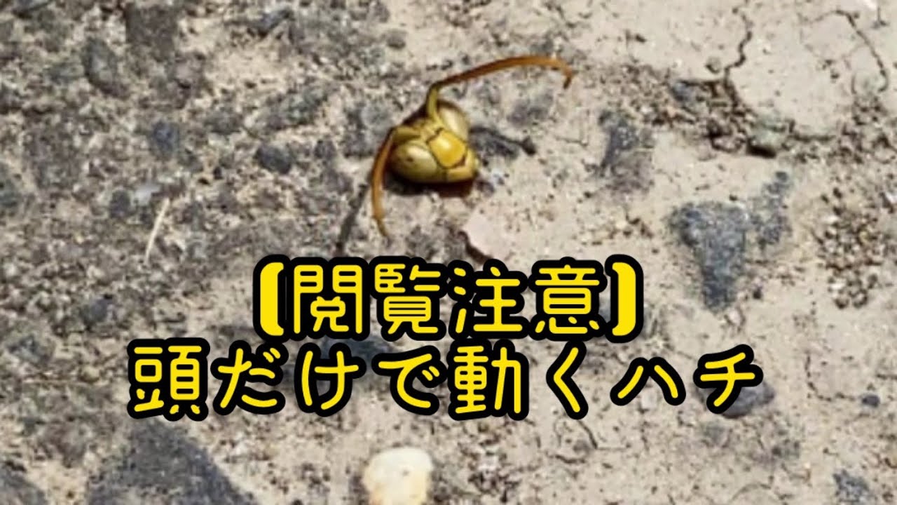 頭が切断されても動く蜂ハチ【閲覧注意】