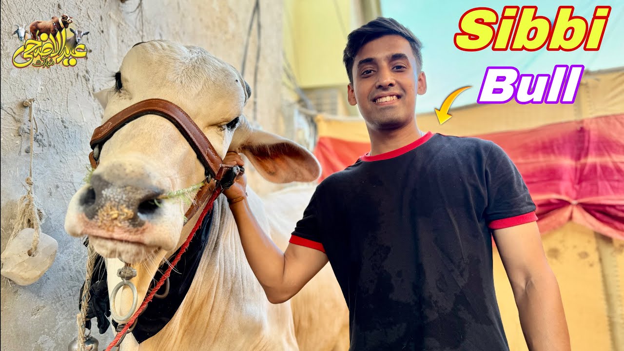 Babu Ke Ghar Sibbi Ka Bachra Agaya !! 😮😍