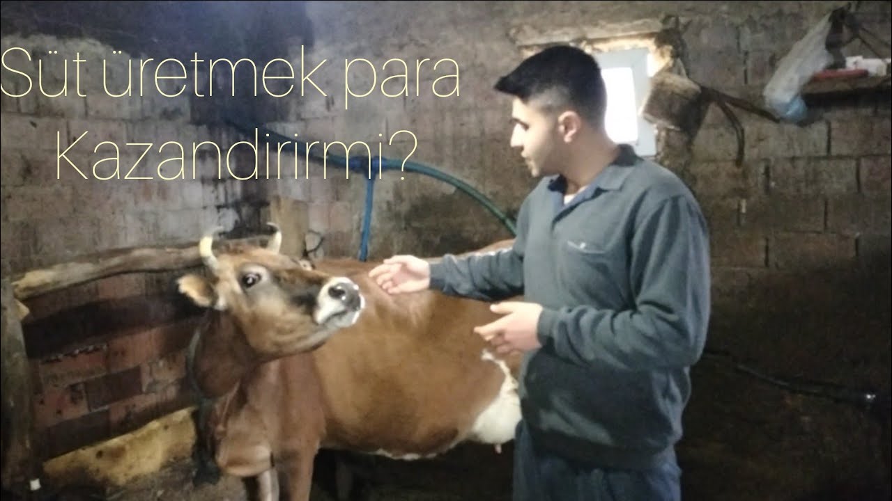 hayvancılık para kazandiriyormu hesap yapılırken nelere dikkat etmemiz gerekiyor #hayvancılık