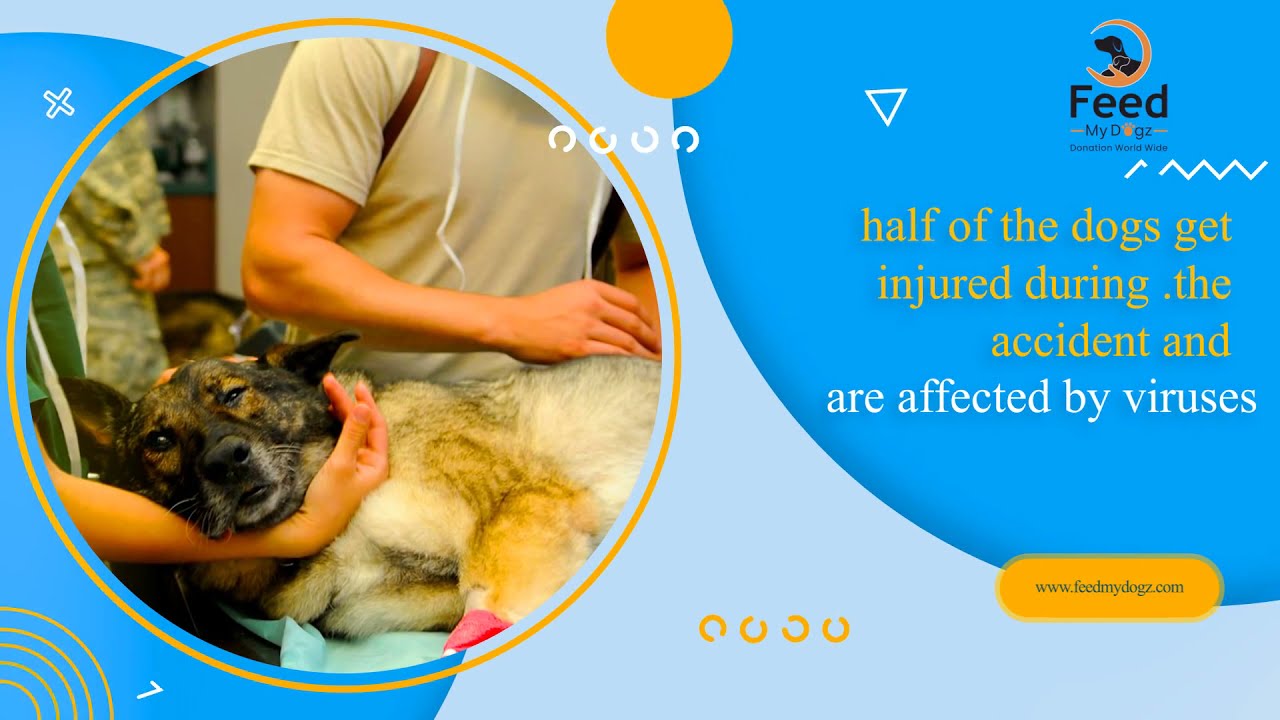 Help Feeding Stray Dogs | Stray Dog Support | Donate to feed stray Dogs | FeedMyDogz.