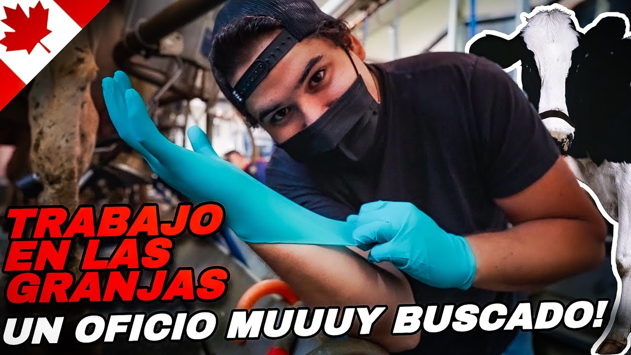 Un día ORDEÑANDO VACAS en CANADÁ🐮🍁 Las granjas necesitan TRABAJADORES…😰