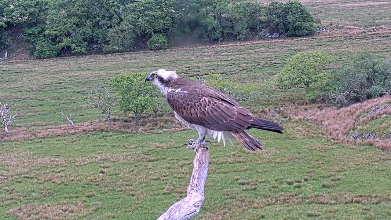 Hebog yr ehedydd/Hobbies + KC6/Teifi 12.5.25