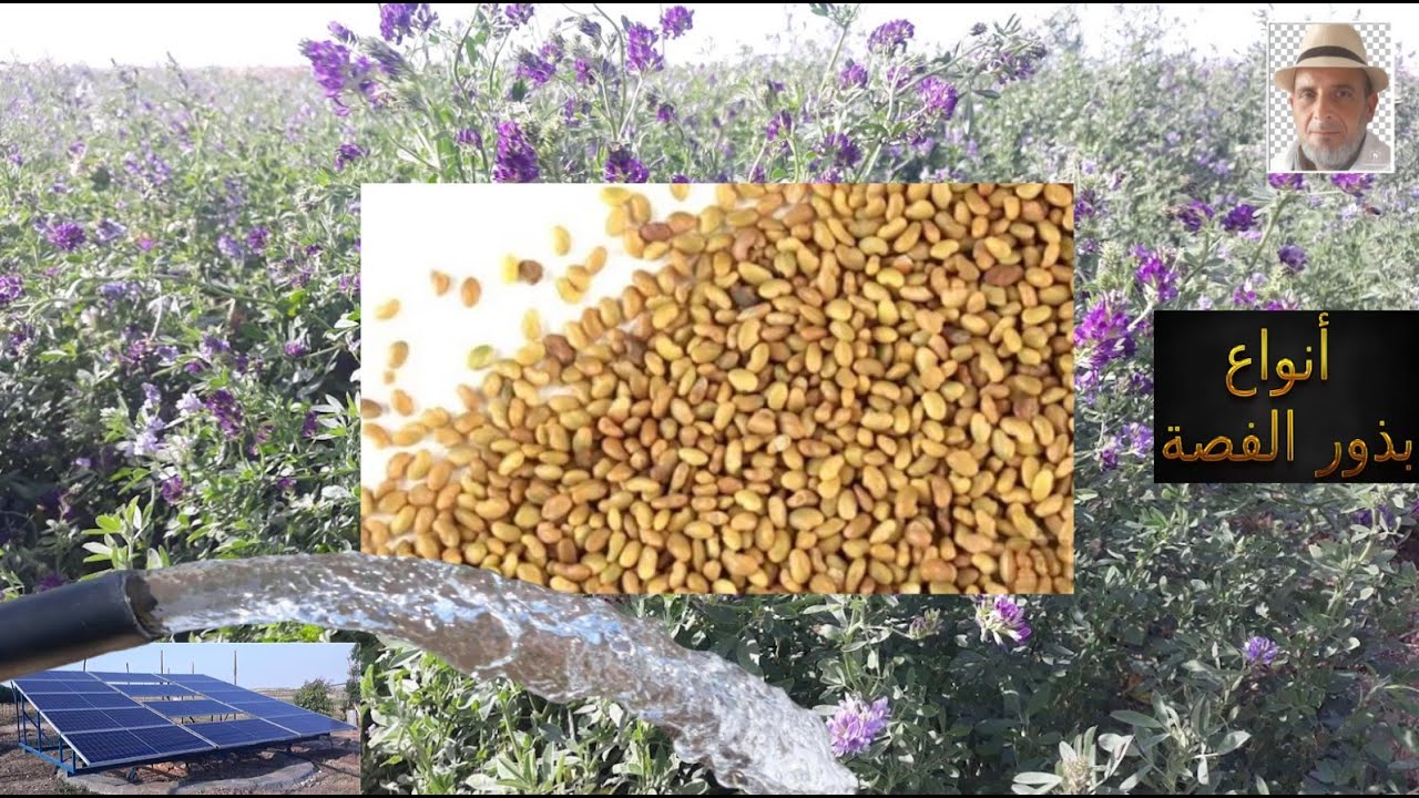 صور أنواع  بذور الفصة