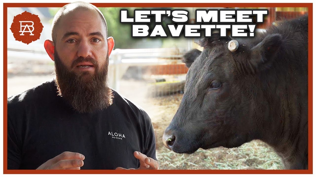 Meet Bavette the Cow | Browsey Acres